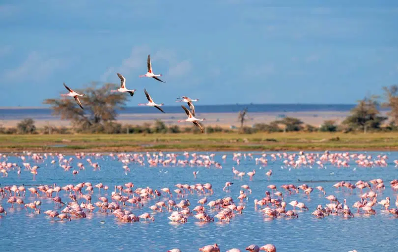 Cosa fare-Camargue-9